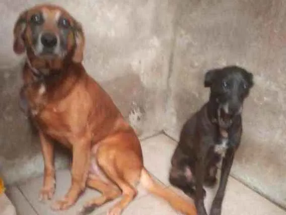 Cachorro ra a SRD idade 6 ou mais anos nome Coragem/Pantera