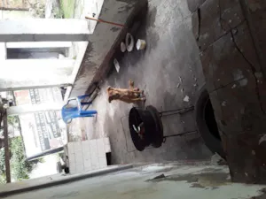 Cachorro raça Não tem  idade 1 ano nome Não tem 