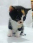 Tricolor
