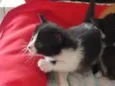 Tricolor
