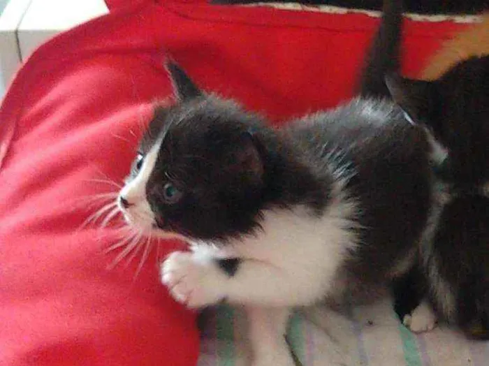 Gato ra a Não definida idade Abaixo de 2 meses nome Tricolor