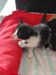 Porpetinha