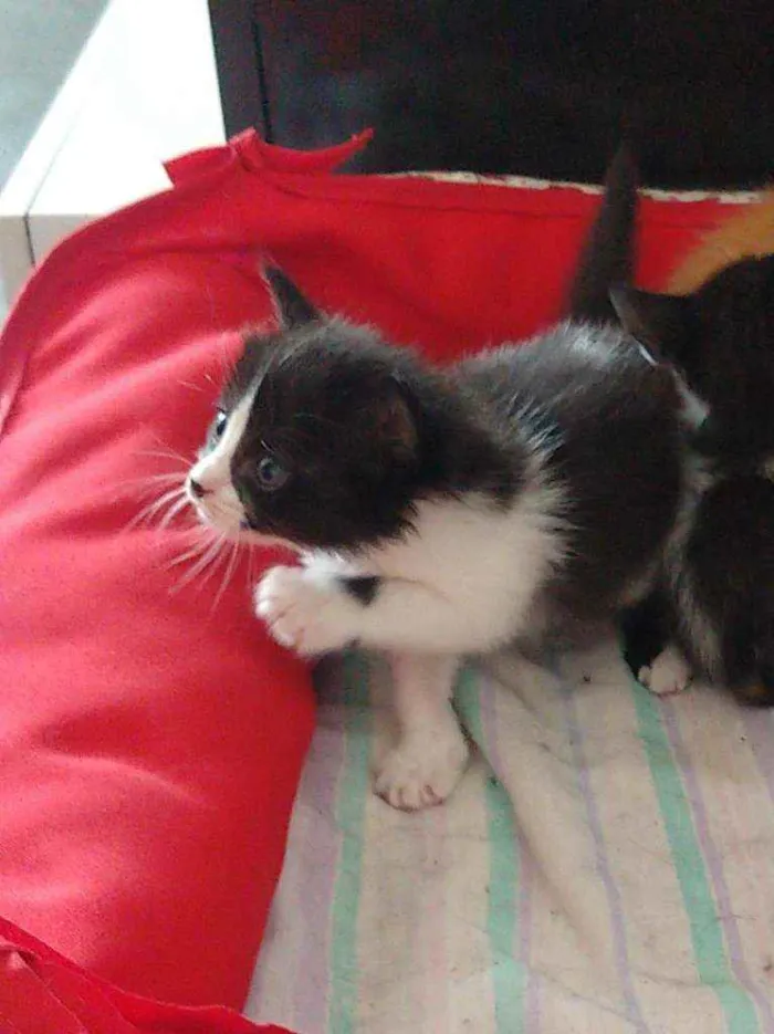 Gato ra a Não definida  idade Abaixo de 2 meses nome Porpetinha