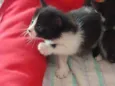 Porpetinha
