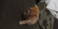 Simba