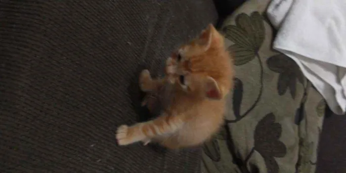 Gato ra a Não definida idade Abaixo de 2 meses nome Simba