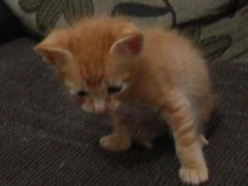 Gato ra a Não definida idade Abaixo de 2 meses nome Simba