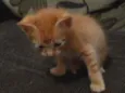 Simba