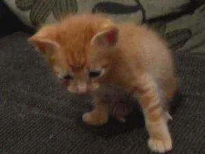 Gato raça Não definida idade Abaixo de 2 meses nome Simba