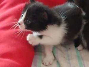 Gato raça Não definida  idade Abaixo de 2 meses nome Porpetinha
