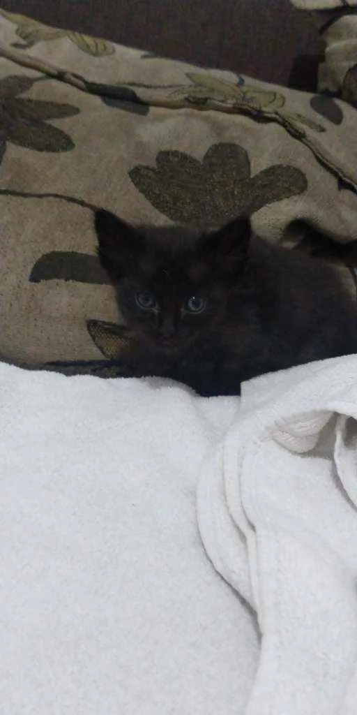 Gato ra a Não definida idade Abaixo de 2 meses nome Baguera