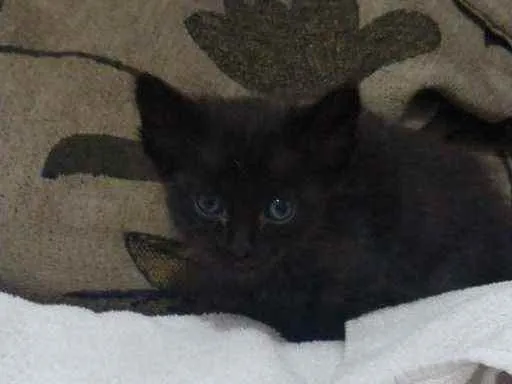 Gato ra a Não definida idade Abaixo de 2 meses nome Baguera