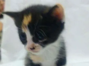 Gato raça Não definida idade Abaixo de 2 meses nome Tricolor