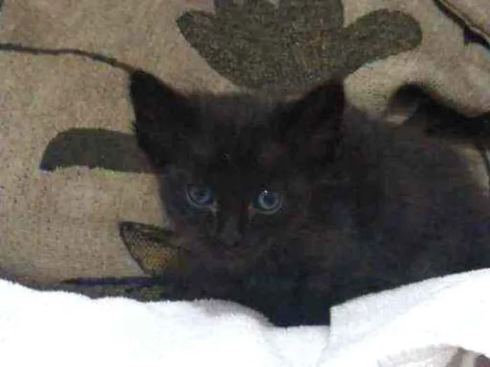 Gato ra a Não definida idade Abaixo de 2 meses nome Baguera