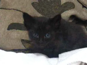 Gato raça Não definida idade Abaixo de 2 meses nome Baguera