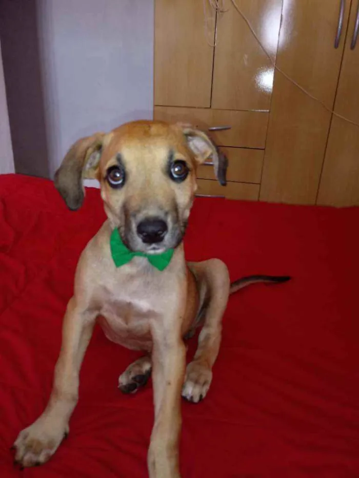 Cachorro raça Vira lata idade 2 a 6 meses nome Sem nome