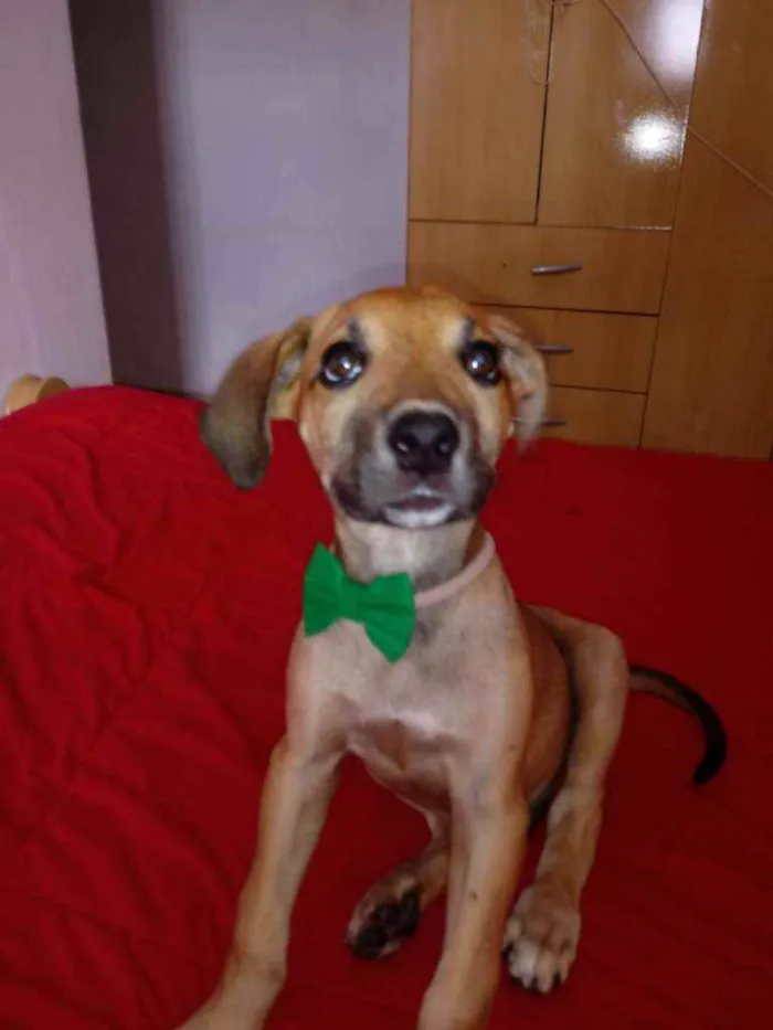 Cachorro raça Vira lata idade 2 a 6 meses nome Sem nome
