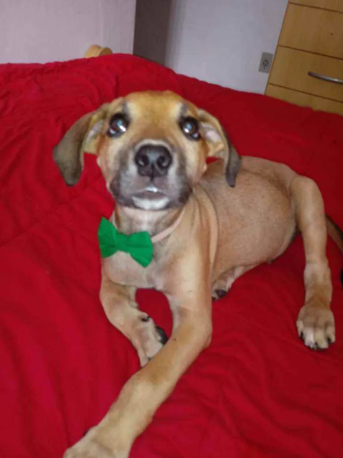 Cachorro raça Vira lata idade 2 a 6 meses nome Sem nome