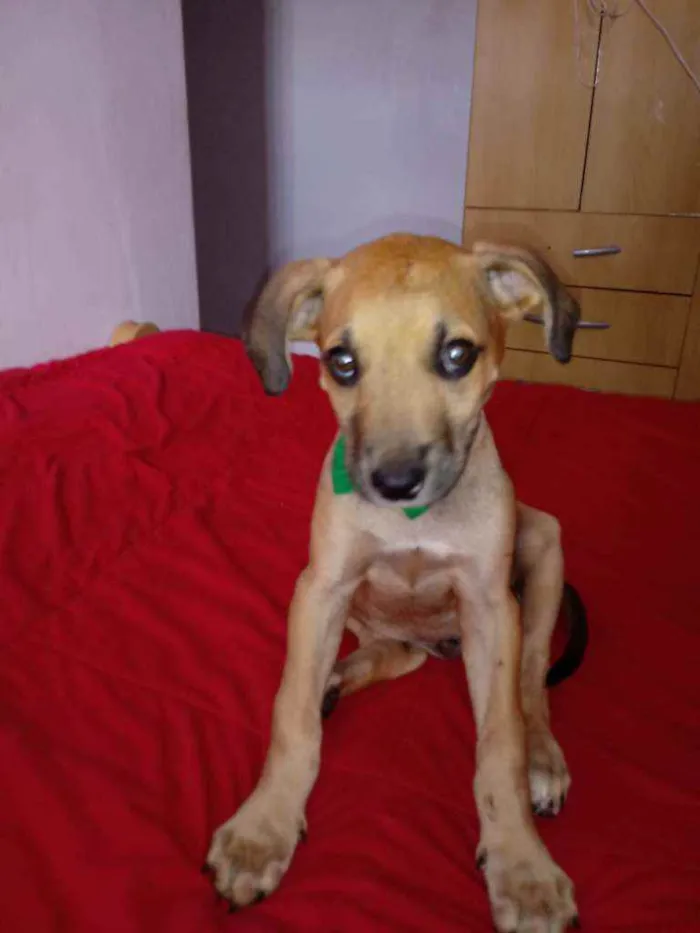 Cachorro raça Vira lata idade 2 a 6 meses nome Sem nome