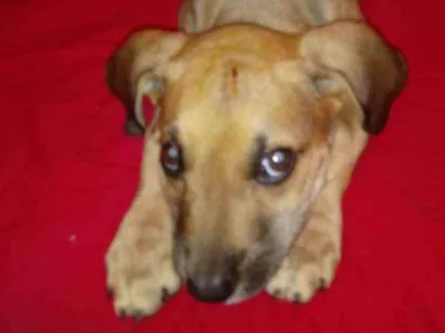 Cachorro raça Vira lata idade 2 a 6 meses nome Sem nome