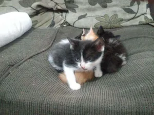 Gato raça Não definida idade Abaixo de 2 meses nome Almôndega