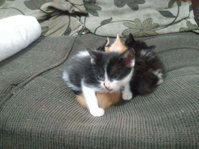 Gato ra a Não definida idade Abaixo de 2 meses nome Almôndega