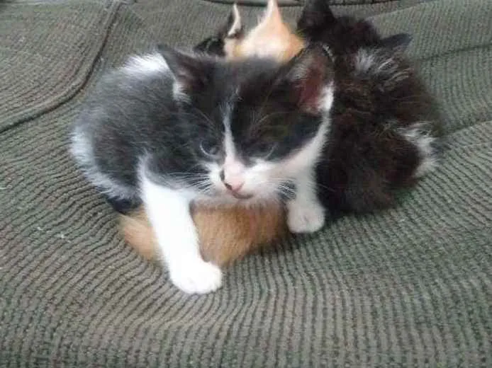 Gato ra a Não definida idade Abaixo de 2 meses nome Almôndega