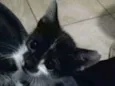 Alex, Sebastian,Lua