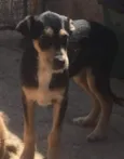 Cachorro raça SRD idade 2 a 6 meses nome Bento (Filhote)