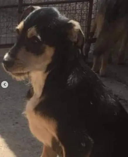 Cachorro raça SRD idade 2 a 6 meses nome Bento (Filhote)