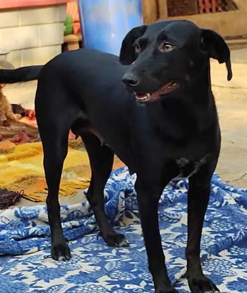 Cachorro ra a SRD-ViraLata idade 2 anos nome Dulce Maria