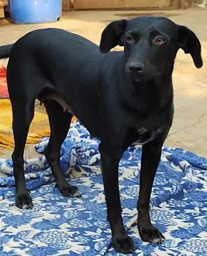Cachorro ra a SRD-ViraLata idade 2 anos nome Dulce Maria
