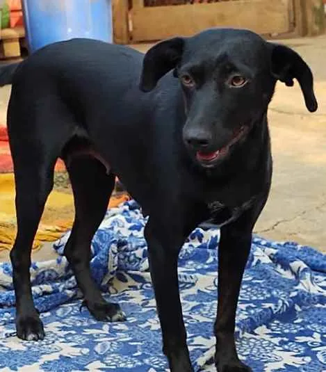 Cachorro ra a SRD-ViraLata idade 2 anos nome Dulce Maria