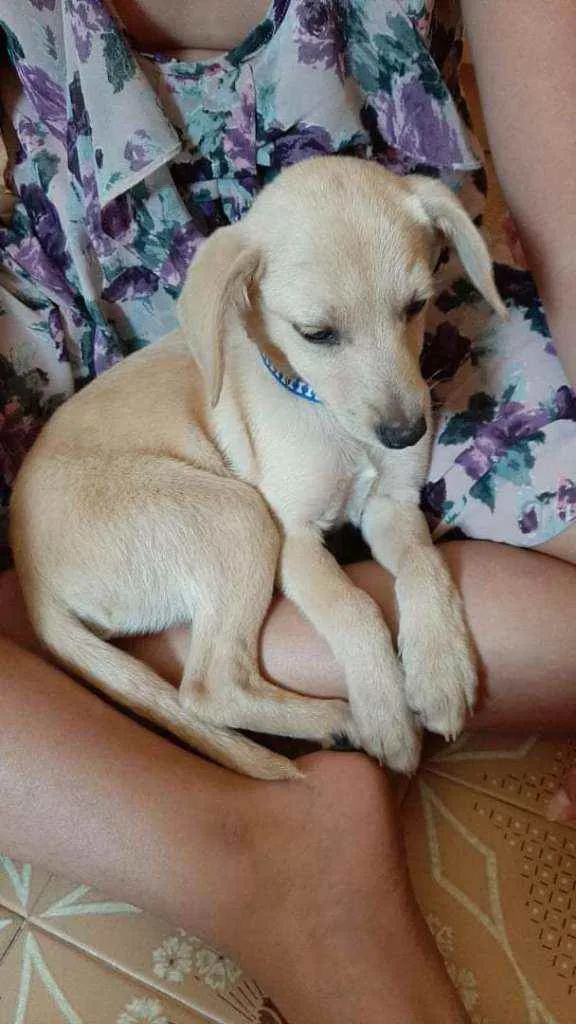 Cachorro ra a SRD idade 2 a 6 meses nome Valentin