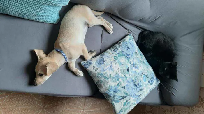 Cachorro ra a SRD idade 2 a 6 meses nome Valentin