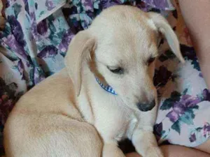 Cachorro raça SRD idade 2 a 6 meses nome Valentin