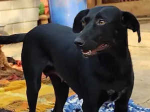 Cachorro raça SRD-ViraLata idade 2 anos nome Dulce Maria
