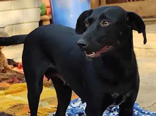 Cachorro ra a SRD-ViraLata idade 2 anos nome Dulce Maria