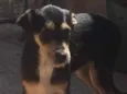 Cachorro raça SRD idade 2 a 6 meses nome Bento (Filhote)