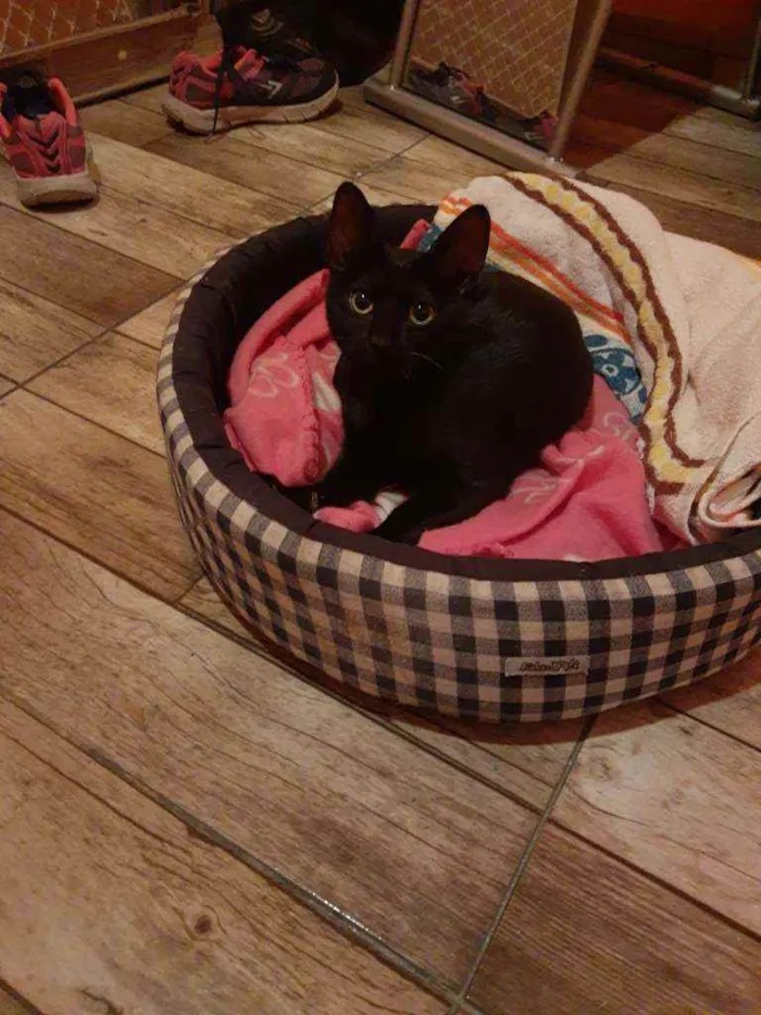Gato raça Gata Negra idade 2 a 6 meses nome Sem nome