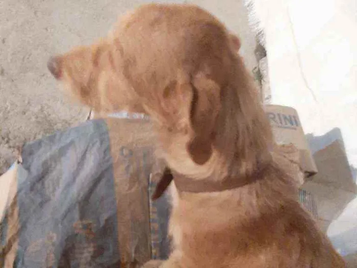 Cachorro ra a Místiça idade 1 ano nome Thor