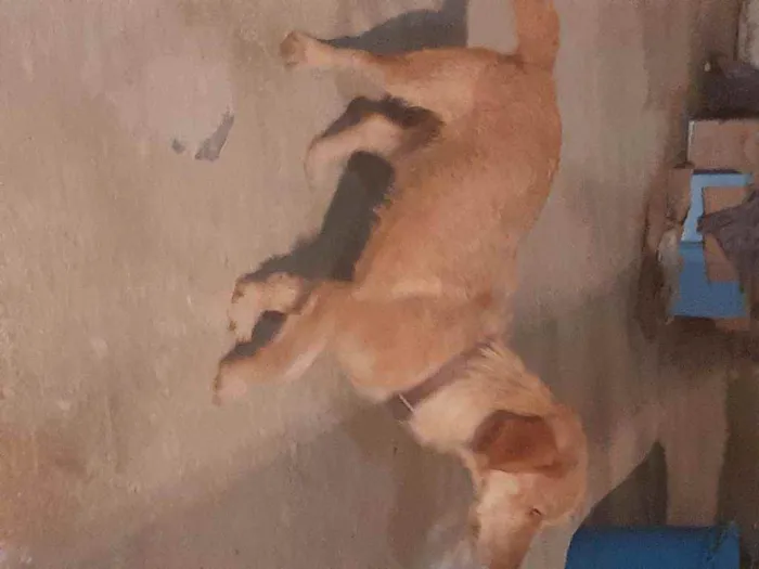 Cachorro ra a Místiça idade 1 ano nome Thor