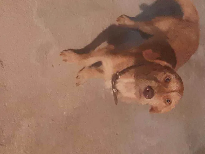 Cachorro ra a Místiça idade 1 ano nome Thor