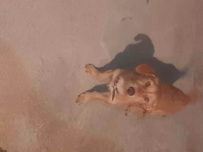 Cachorro ra a Místiça idade 1 ano nome Thor