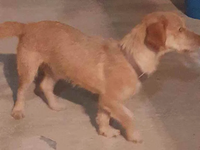 Cachorro ra a Místiça idade 1 ano nome Thor