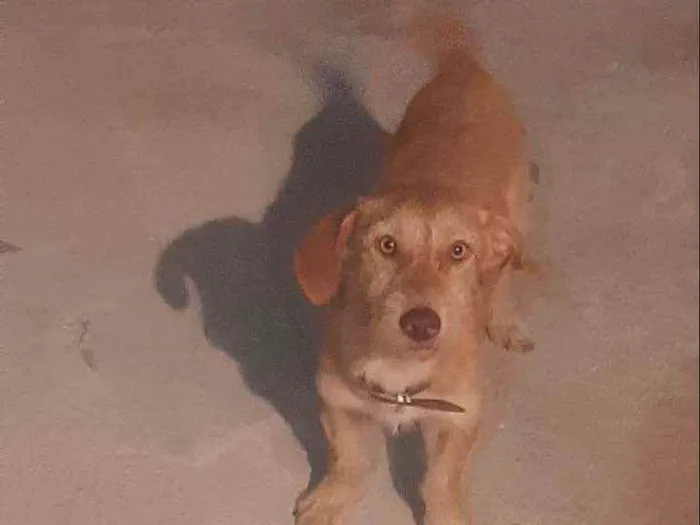 Cachorro ra a Místiça idade 1 ano nome Thor