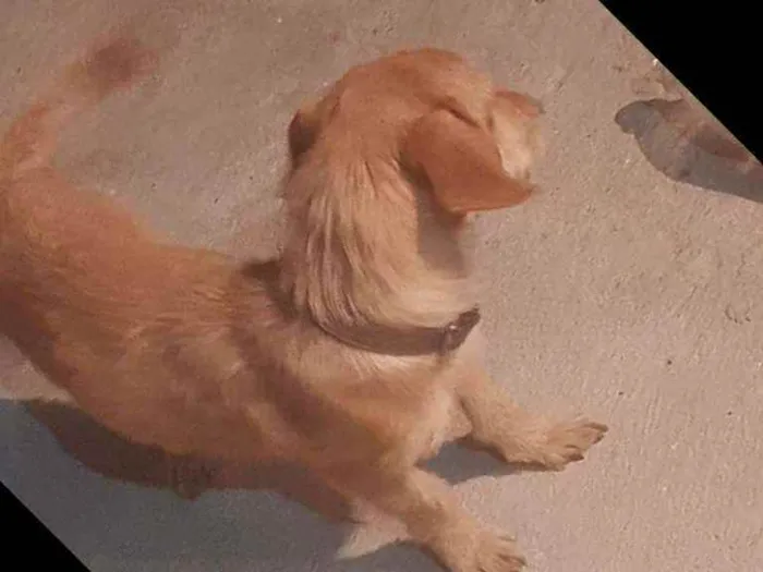 Cachorro ra a Místiça idade 1 ano nome Thor