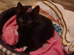 Gato raça Gata Negra idade 2 a 6 meses nome Sem nome