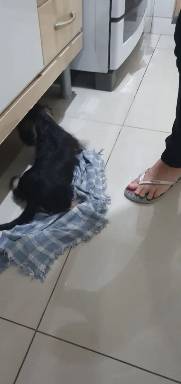 Cachorro ra a Srd idade 2 a 6 meses nome Rexx