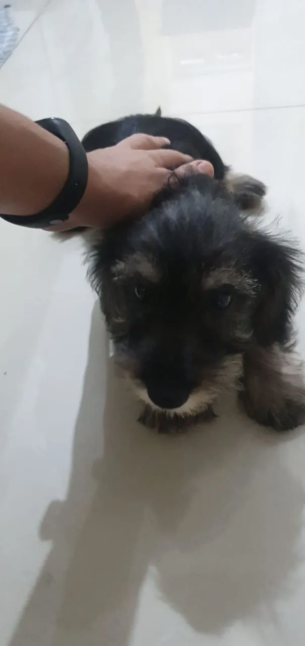 Cachorro ra a Srd idade 2 a 6 meses nome Rexx